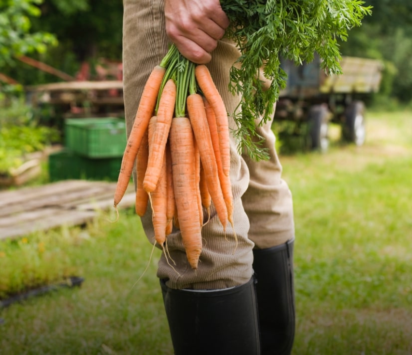 Farm Fresh Vegetables